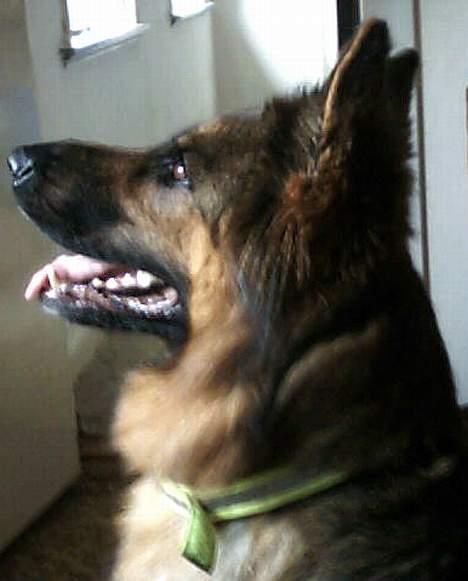 Schæferhund cassie  billede 14