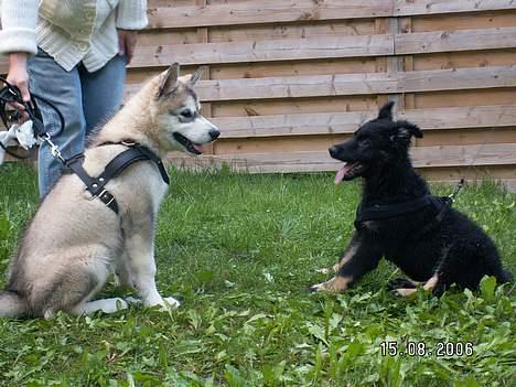 Alaskan malamute Lakhota - Hva hvor længe skal vi sidde her ..... billede 10