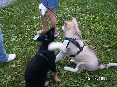 Alaskan malamute Lakhota - Hov hva var det for en lyd.. billede 11