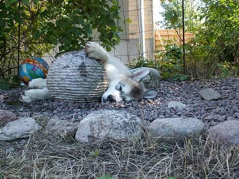 Alaskan malamute Lakhota - Selv den bedste kan jo blive træt.... billede 12