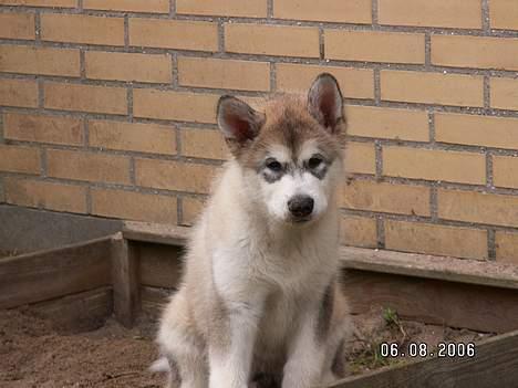 Alaskan malamute Lakhota - Hejsa hva er nu det du står med ...  billede 13