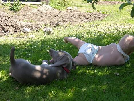 Weimaraner sønderskovens Diya - så ruller vi billede 11