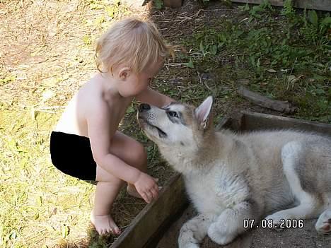 Alaskan malamute Lakhota - Halløj Stephanie ... du får ikke sandkassen endnu ;o) billede 14
