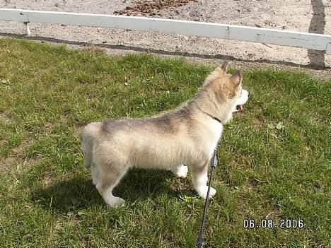Alaskan malamute Lakhota - Føj den er stor den hund (hest) billede 15