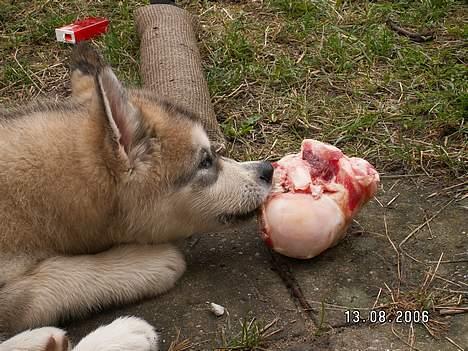 Alaskan malamute Lakhota - Mumms det er lækkert det her........ billede 16