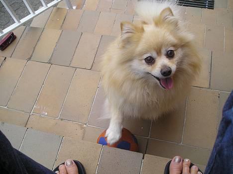 Pomeranian sandy - en rigtig legetrold billede 1