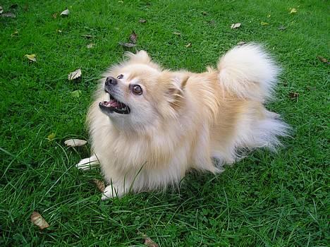 Pomeranian sandy - Jeg kan også være sød billede 2