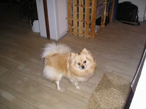 Pomeranian sandy - Dejlig vovse billede 3