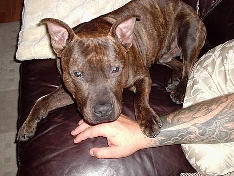 Staffordshire bull terrier "Zezar"   billede 10
