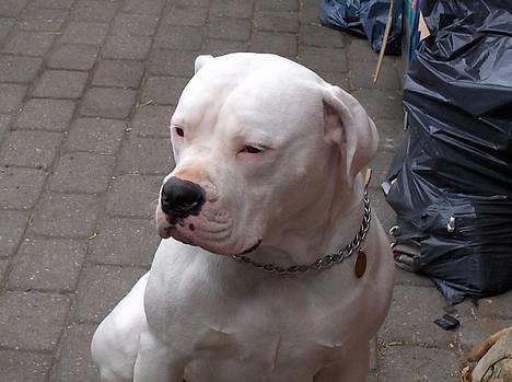 Amerikansk bulldog bongo - Far er jeg ikk bare blive stor at se på.. billede 1