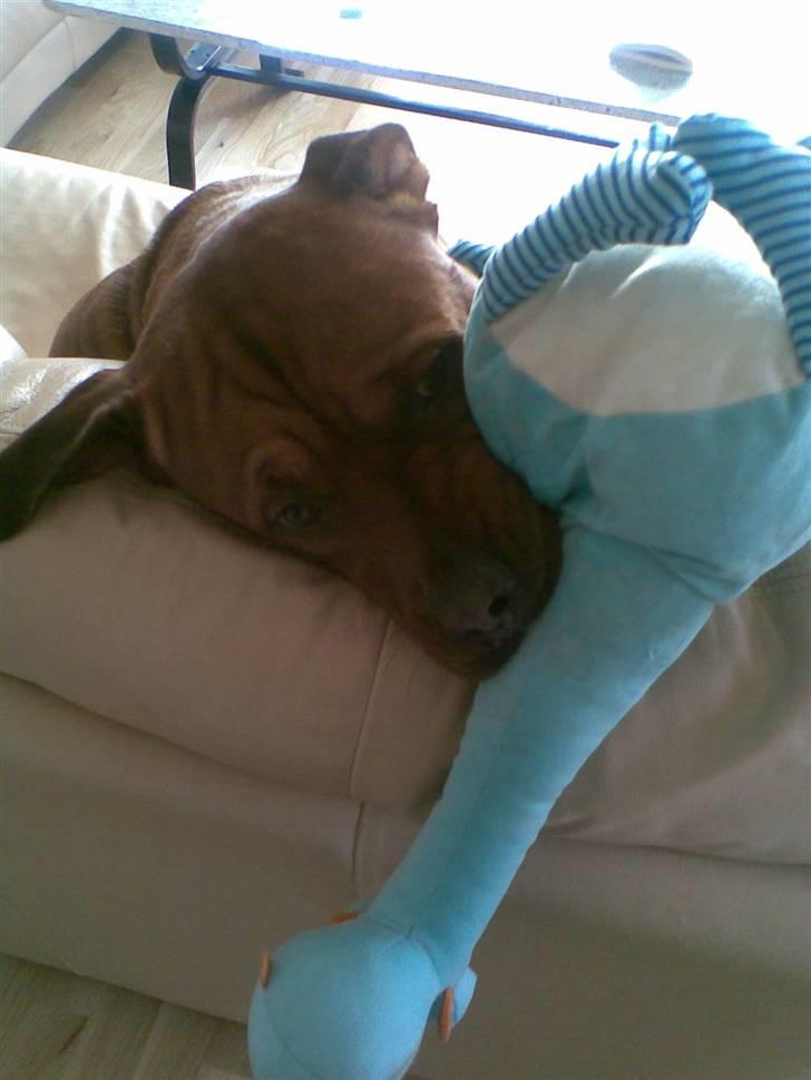 Blanding af racer Kenzo - Kenzo ELSKEERR bamser... De skal bare splittes ad skal de ! hehe billede 3