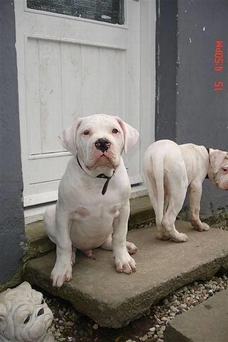 Amerikansk bulldog bongo - Far skal jeg sidde her og se sød og nutte ud.... billede 2