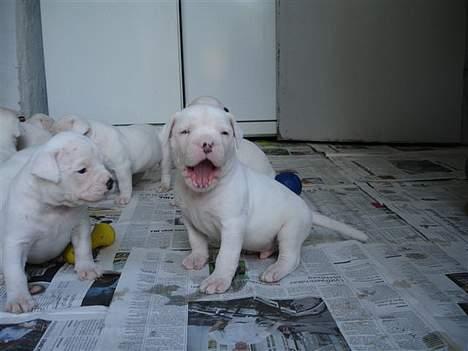 Amerikansk bulldog bongo - Gab hvor min søskne og brøder keder mig billede 3