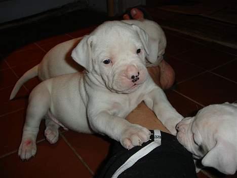 Amerikansk bulldog bongo - jeg vil lege søster billede 5