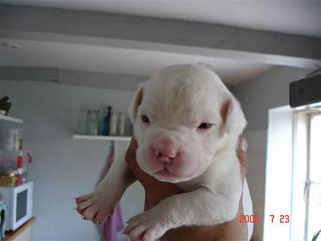 Amerikansk bulldog bongo - ja det er mig som lille der er jeg lige blive født....... billede 6