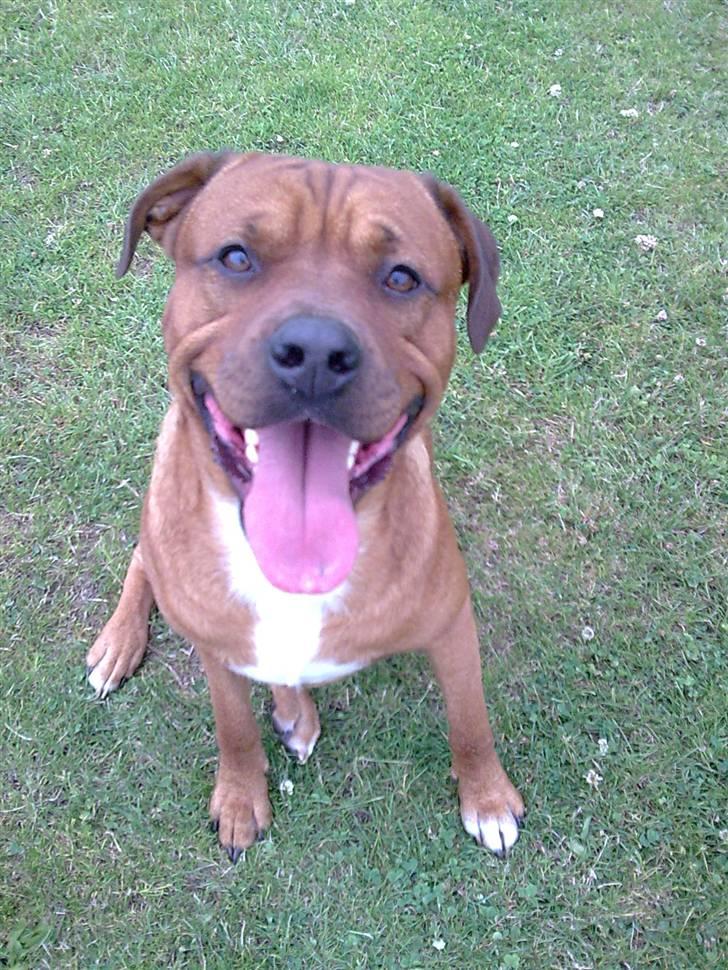 Blanding af racer Kenzo billede 4