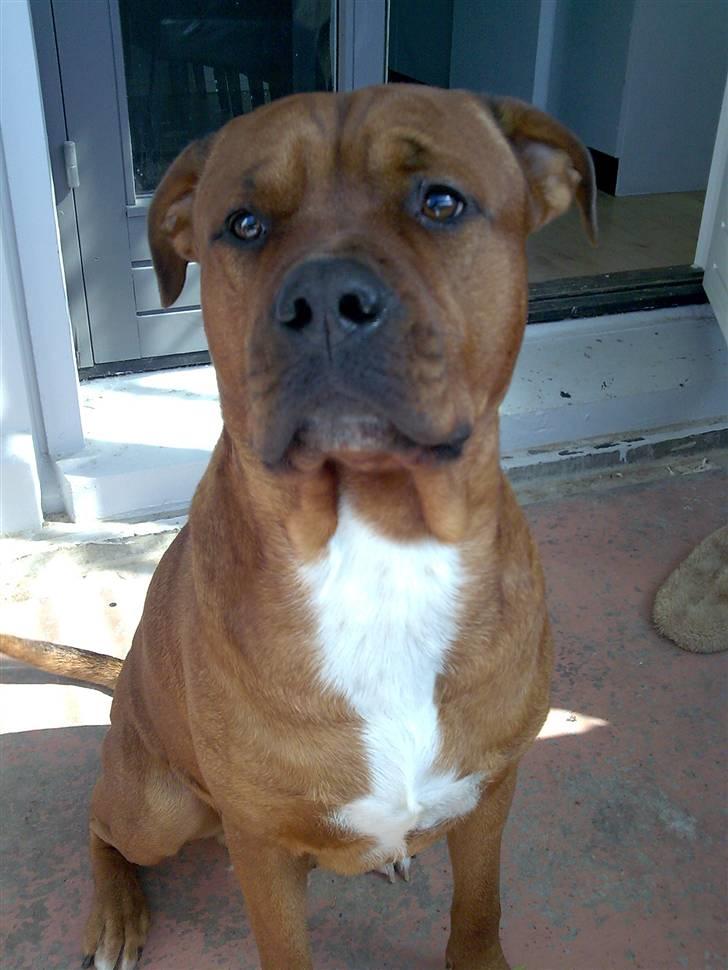 Blanding af racer Kenzo - Vi elsker de farver på ham, han er så flot !!!!!!!!! billede 5