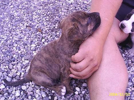 Labrador retriever Bella  - Bertha og Bella´s lillebror 6 uger gammel billede 13