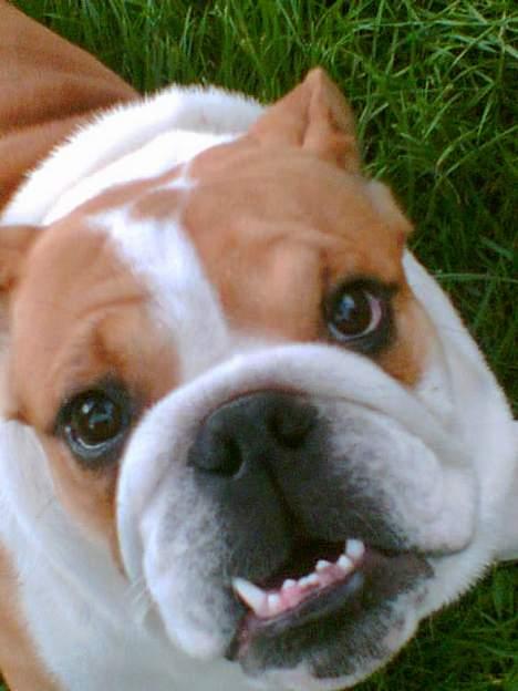 Engelsk bulldog Jimbo billede 11