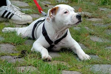 Staffordshire bull terrier Loke - Hvalpetræf 06 billede 10