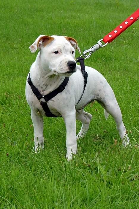 Staffordshire bull terrier Loke - Hvalpetræf 06 billede 11