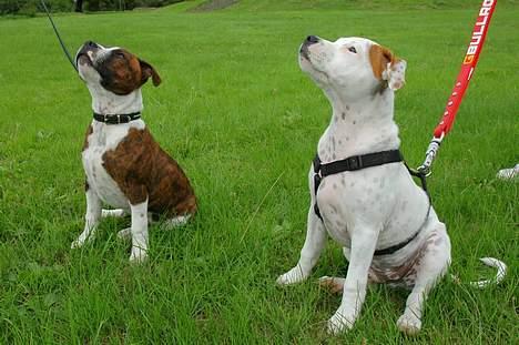 Staffordshire bull terrier Loke - Hvalpetræf 06 billede 12