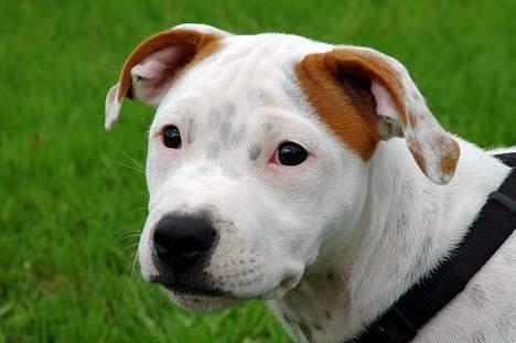 Staffordshire bull terrier Loke - Hvalpetræf 06 billede 13