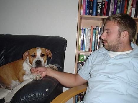 Amerikansk staffordshire terrier GANG-STAFF KISSE Kendalos billede 6