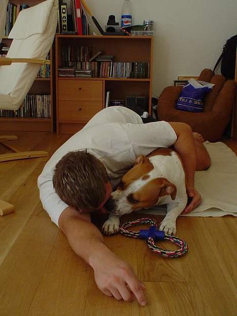 Amerikansk staffordshire terrier GANG-STAFF KISSE Kendalos billede 7