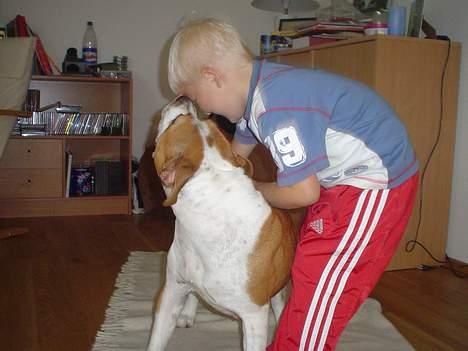 Amerikansk staffordshire terrier GANG-STAFF KISSE Kendalos - Min søn Andreas og Ronja de er bedste venner. billede 8