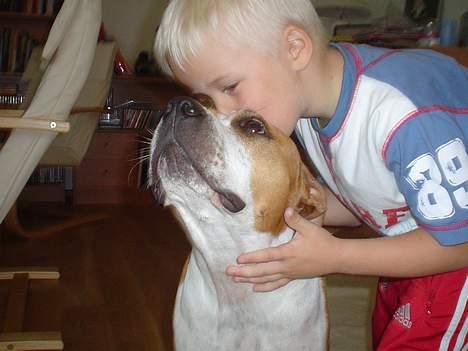 Amerikansk staffordshire terrier GANG-STAFF KISSE Kendalos - Bedste venner giver hej kram og møs.:-) billede 9