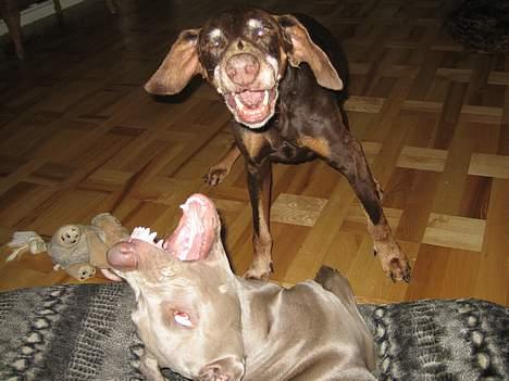 Weimaraner Merlin - Vi er vilde!!! Ha ha, det helt vildt skægt! billede 8