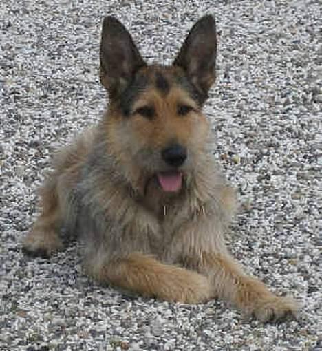 Blanding af racer Solo billede 1