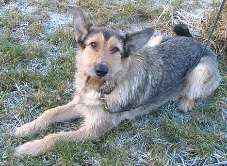 Blanding af racer Solo billede 2