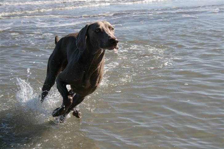 Weimaraner Merlin - I fuld galop i vandet billede 9