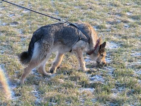 Blanding af racer Solo billede 3