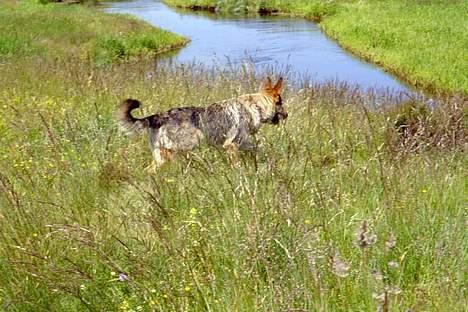 Blanding af racer Solo billede 4