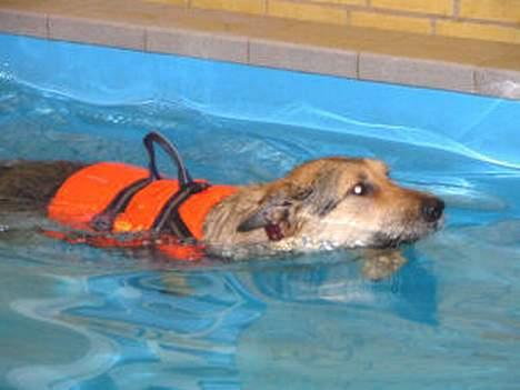 Blanding af racer Solo billede 5