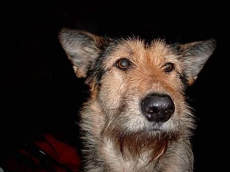 Blanding af racer Solo billede 6