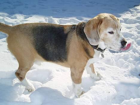 Beagle Basil - Basil i sneen 2006 billede 6