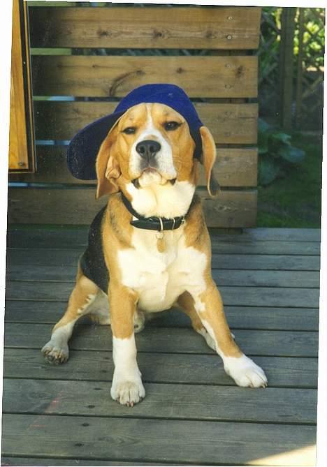 Beagle Basil - Er jeg ikke sej? billede 7