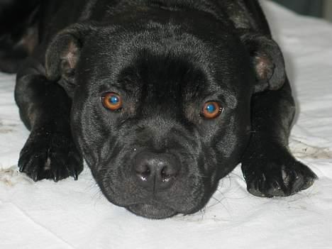 Staffordshire bull terrier Westlund Calle billede 4