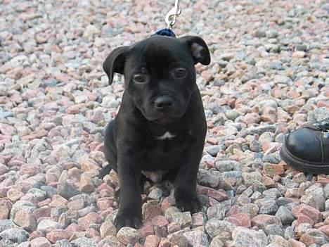 Staffordshire bull terrier Westlund Calle billede 5