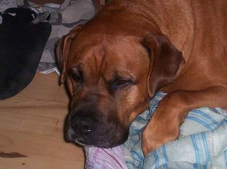 Blanding af racer Tyson - Jeg er skide træt - lad mig så være !!! billede 1