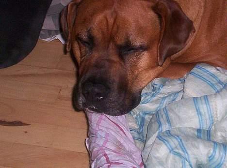 Blanding af racer Tyson - ´Jeg sover altså billede 2