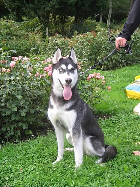 Siberian husky Buffy billede 17