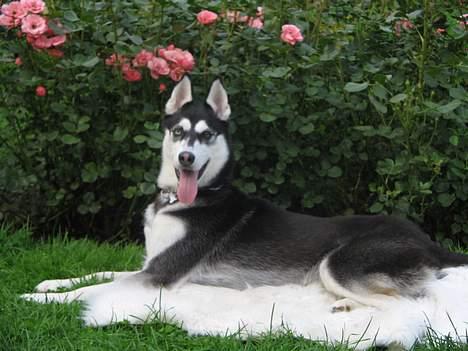 Siberian husky Buffy billede 18