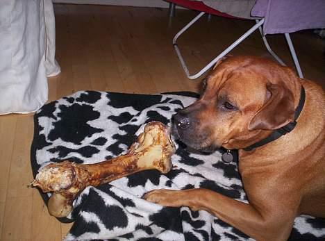 Blanding af racer Tyson - Min livret, namm nam billede 3