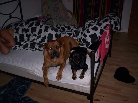 Blanding af racer Tyson - Go´morn billede 4