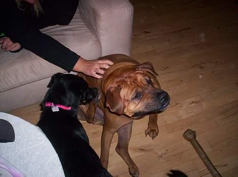 Blanding af racer Tyson - IHHH det kløøøøøøøøør billede 6